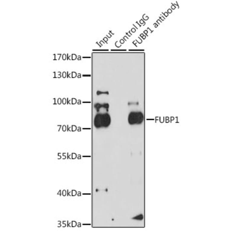 Western Blot - Anti-FUBP1/FBP Antibody (A11849) - Antibodies.com