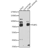 Western Blot - Anti-FUBP1/FBP Antibody (A11849) - Antibodies.com
