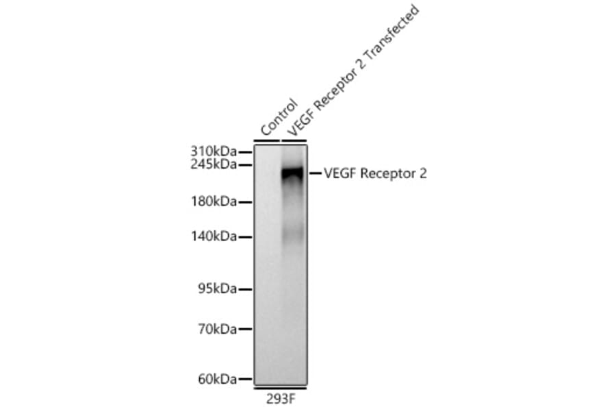Western Blot - Anti-VEGF Receptor 2 Antibody (A11853) - Antibodies.com