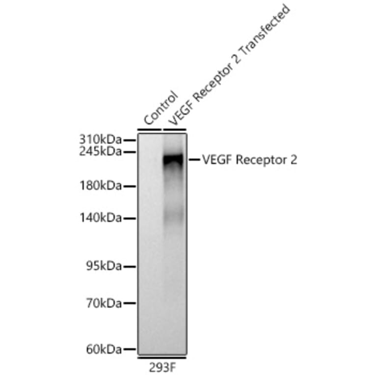 Western Blot - Anti-VEGF Receptor 2 Antibody (A11853) - Antibodies.com