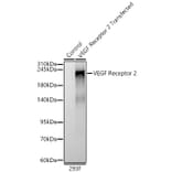 Western Blot - Anti-VEGF Receptor 2 Antibody (A11853) - Antibodies.com