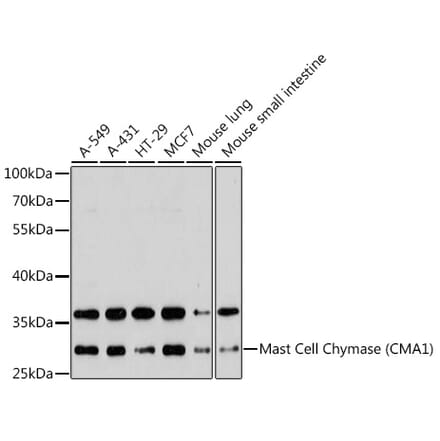 Western Blot - Anti-Mast Cell Chymase Antibody (A11860) - Antibodies.com