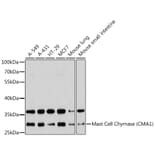 Western Blot - Anti-Mast Cell Chymase Antibody (A11860) - Antibodies.com