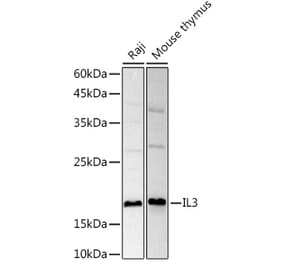 Western Blot - Anti-IL-3 Antibody (A11861) - Antibodies.com