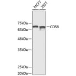 Western Blot - Anti-CD58 Antibody (A11863) - Antibodies.com