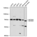 Western Blot - Anti-NCOA4 Antibody (A5695) - Antibodies.com