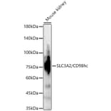 Western Blot - Anti-CD98 Antibody (A11865) - Antibodies.com