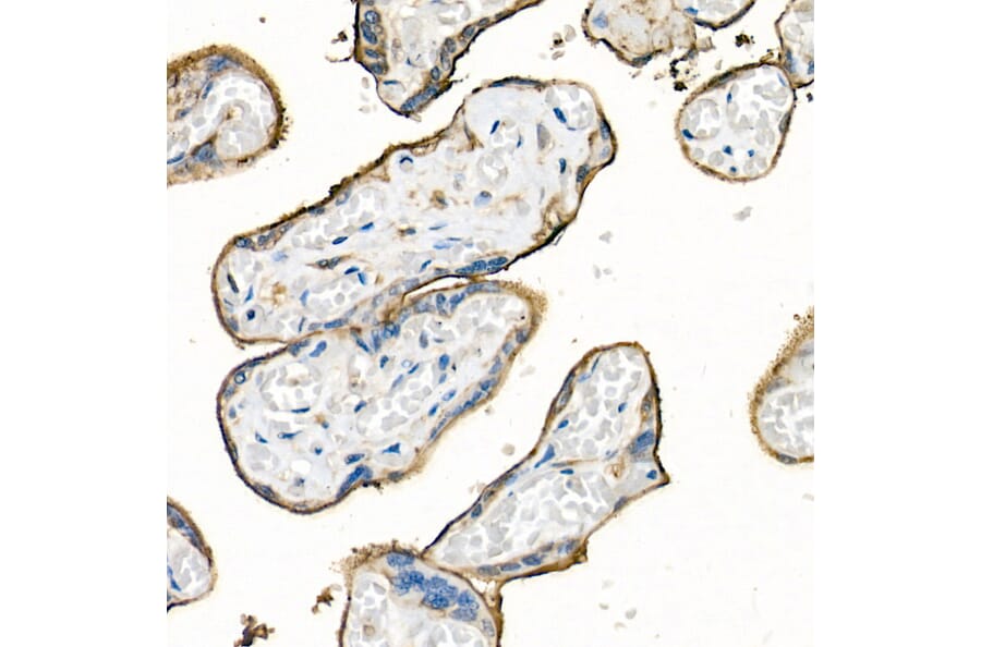 Immunohistochemistry - Anti-CD98 Antibody (A11865) - Antibodies.com