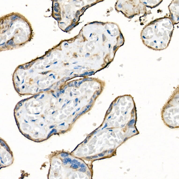 Immunohistochemistry - Anti-CD98 Antibody (A11865) - Antibodies.com