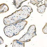 Immunohistochemistry - Anti-CD98 Antibody (A11865) - Antibodies.com