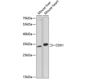 Western Blot - Anti-Cdx1 Antibody (A11866) - Antibodies.com