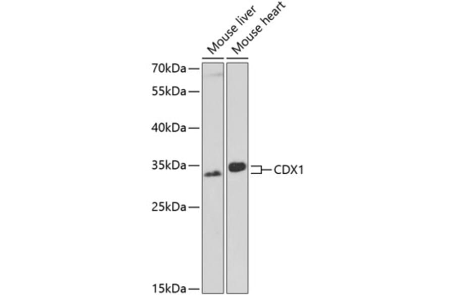Western Blot - Anti-Cdx1 Antibody (A11866) - Antibodies.com