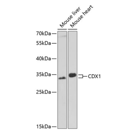 Western Blot - Anti-Cdx1 Antibody (A11866) - Antibodies.com