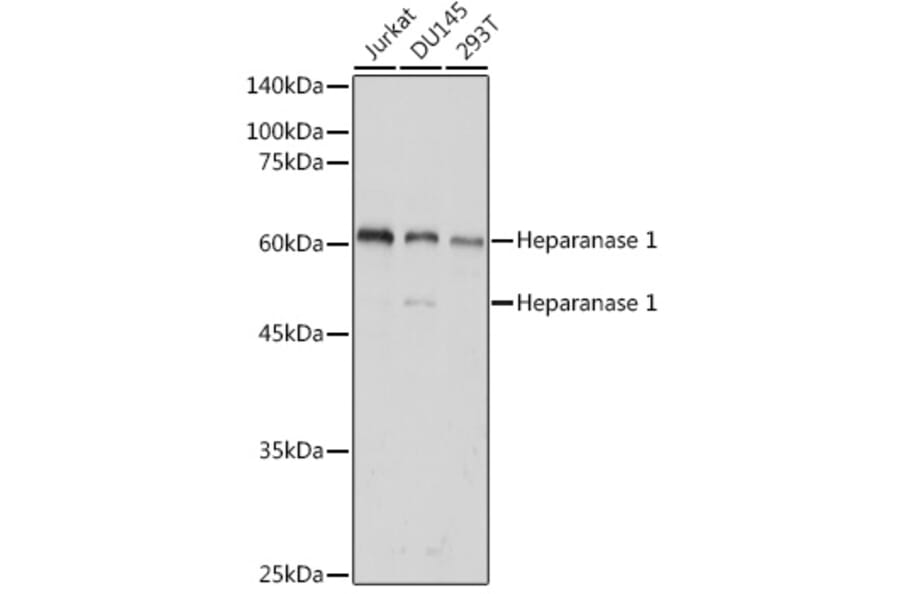 Western Blot - Anti-Heparanase 1 Antibody (A11867) - Antibodies.com