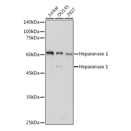 Western Blot - Anti-Heparanase 1 Antibody (A11867) - Antibodies.com