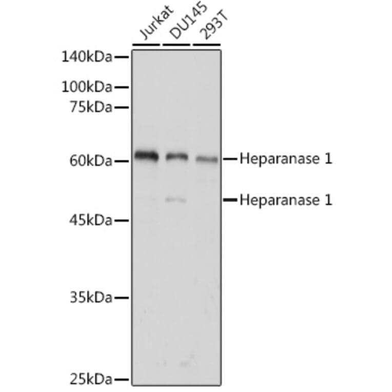 Western Blot - Anti-Heparanase 1 Antibody (A11867) - Antibodies.com