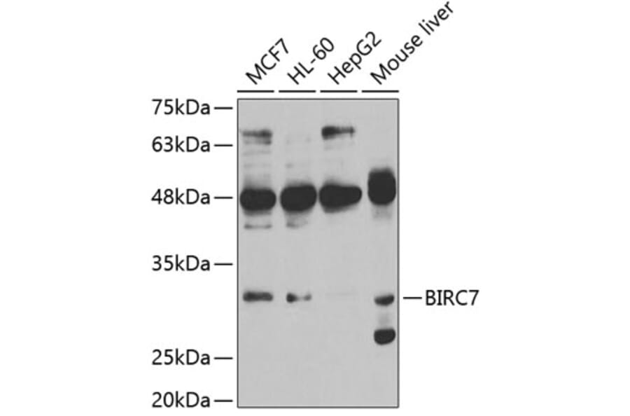 Western Blot - Anti-Livin Antibody (A11869) - Antibodies.com