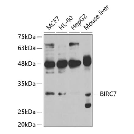 Western Blot - Anti-Livin Antibody (A11869) - Antibodies.com