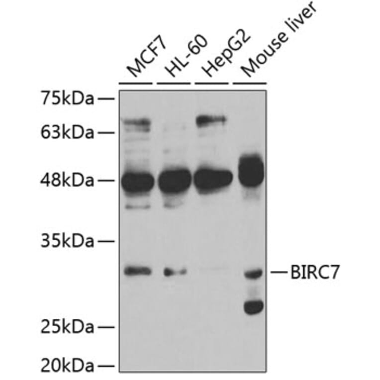 Western Blot - Anti-Livin Antibody (A11869) - Antibodies.com