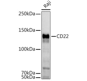 Western Blot - Anti-CD22 Antibody (A11877) - Antibodies.com