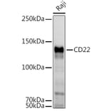 Western Blot - Anti-CD22 Antibody (A11877) - Antibodies.com