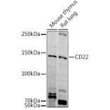 Western Blot - Anti-CD22 Antibody (A11877) - Antibodies.com