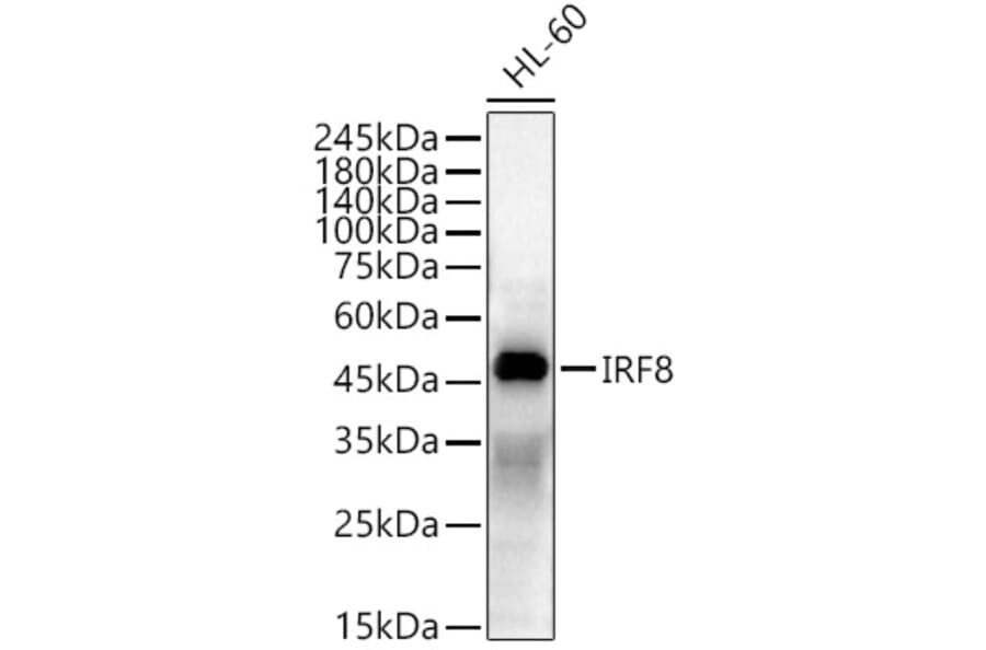 Western Blot - Anti-IRF8 Antibody (A11878) - Antibodies.com