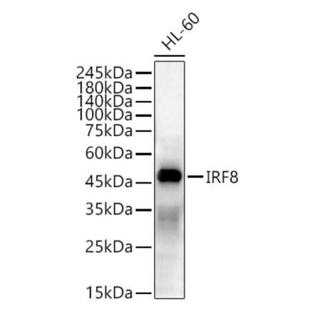 Western Blot - Anti-IRF8 Antibody (A11878) - Antibodies.com