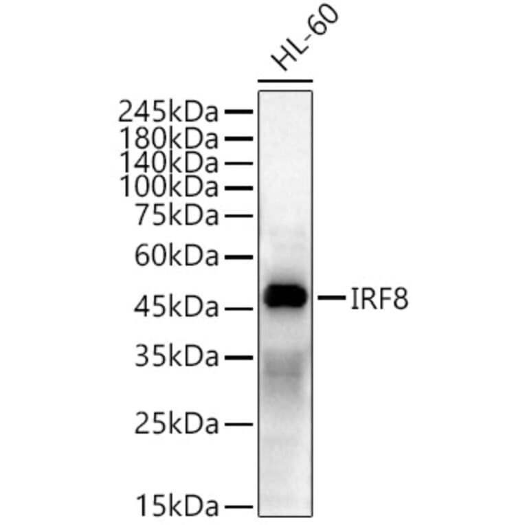 Western Blot - Anti-IRF8 Antibody (A11878) - Antibodies.com