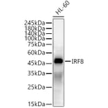 Western Blot - Anti-IRF8 Antibody (A11878) - Antibodies.com