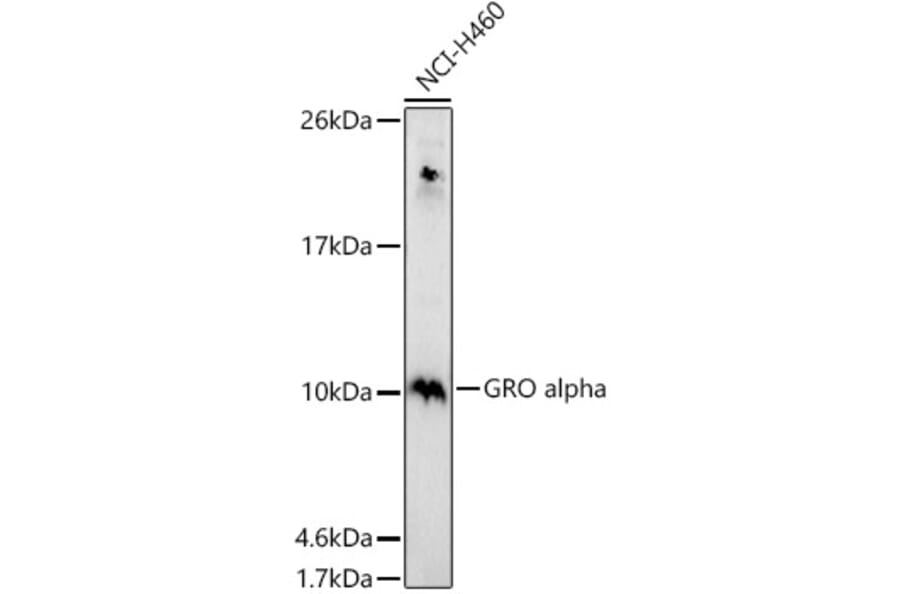 Western Blot - Anti-CXCL1/GRO alpha Antibody (A11879) - Antibodies.com