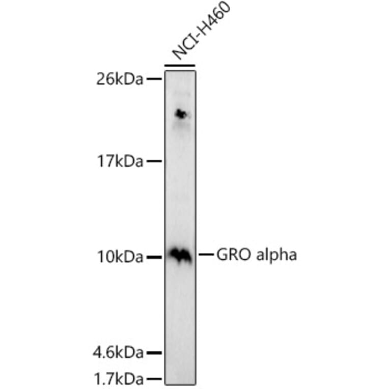 Western Blot - Anti-CXCL1/GRO alpha Antibody (A11879) - Antibodies.com