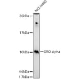 Western Blot - Anti-CXCL1/GRO alpha Antibody (A11879) - Antibodies.com