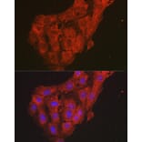 Immunofluorescence - Anti-CXCL1/GRO alpha Antibody (A11879) - Antibodies.com