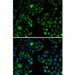 Immunofluorescence - Anti-EPC1 Antibody (A11881) - Antibodies.com