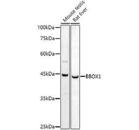 Western Blot - Anti-BBOX1 Antibody (A11882) - Antibodies.com