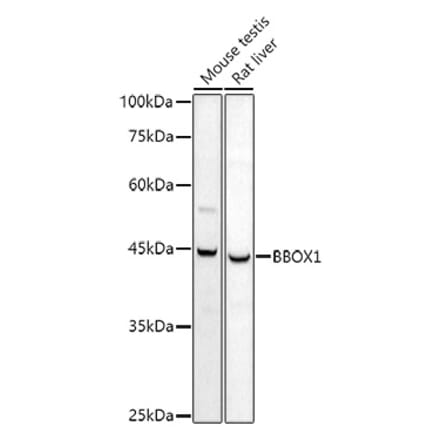 Western Blot - Anti-BBOX1 Antibody (A11882) - Antibodies.com