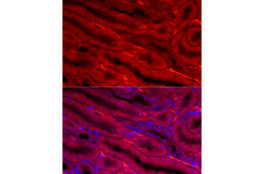 Immunofluorescence - Anti-BBOX1 Antibody (A11882) - Antibodies.com