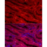 Immunofluorescence - Anti-BBOX1 Antibody (A11882) - Antibodies.com