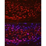 Immunofluorescence - Anti-COMP/Cartilage oligomeric matrix protein Antibody (A11883) - Antibodies.com