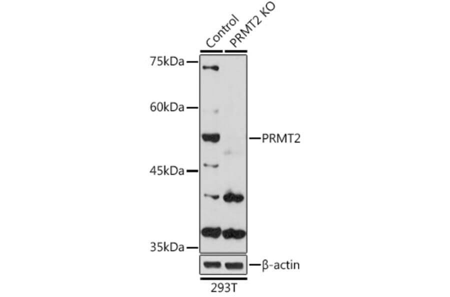 Western Blot - Anti-PRMT2/HMT1 Antibody (A11885) - Antibodies.com