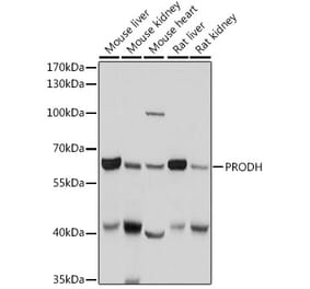 Western Blot - Anti-PRODH Antibody (A11886) - Antibodies.com