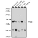 Western Blot - Anti-PRODH Antibody (A11886) - Antibodies.com