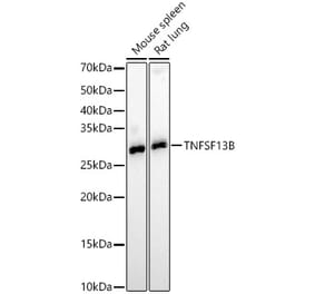 Western Blot - Anti-BAFF Antibody (A11891) - Antibodies.com