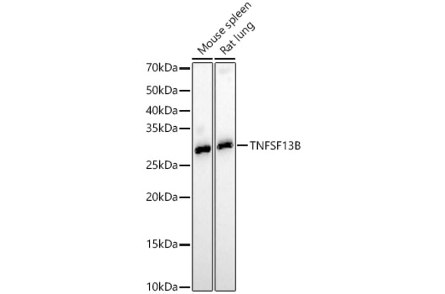 Western Blot - Anti-BAFF Antibody (A11891) - Antibodies.com