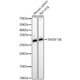 Western Blot - Anti-BAFF Antibody (A11891) - Antibodies.com