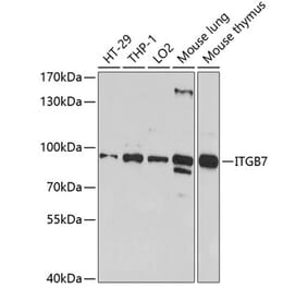 Western Blot - Anti-Integrin beta 7 Antibody (A11893) - Antibodies.com