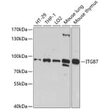Western Blot - Anti-Integrin beta 7 Antibody (A11893) - Antibodies.com