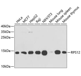 Western Blot - Anti-RPS12 Antibody (A11894) - Antibodies.com