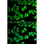 Immunofluorescence - Anti-RPS12 Antibody (A11894) - Antibodies.com